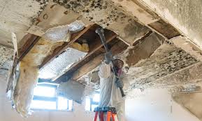 Best Residential Mold Inspection & Testing  in USA